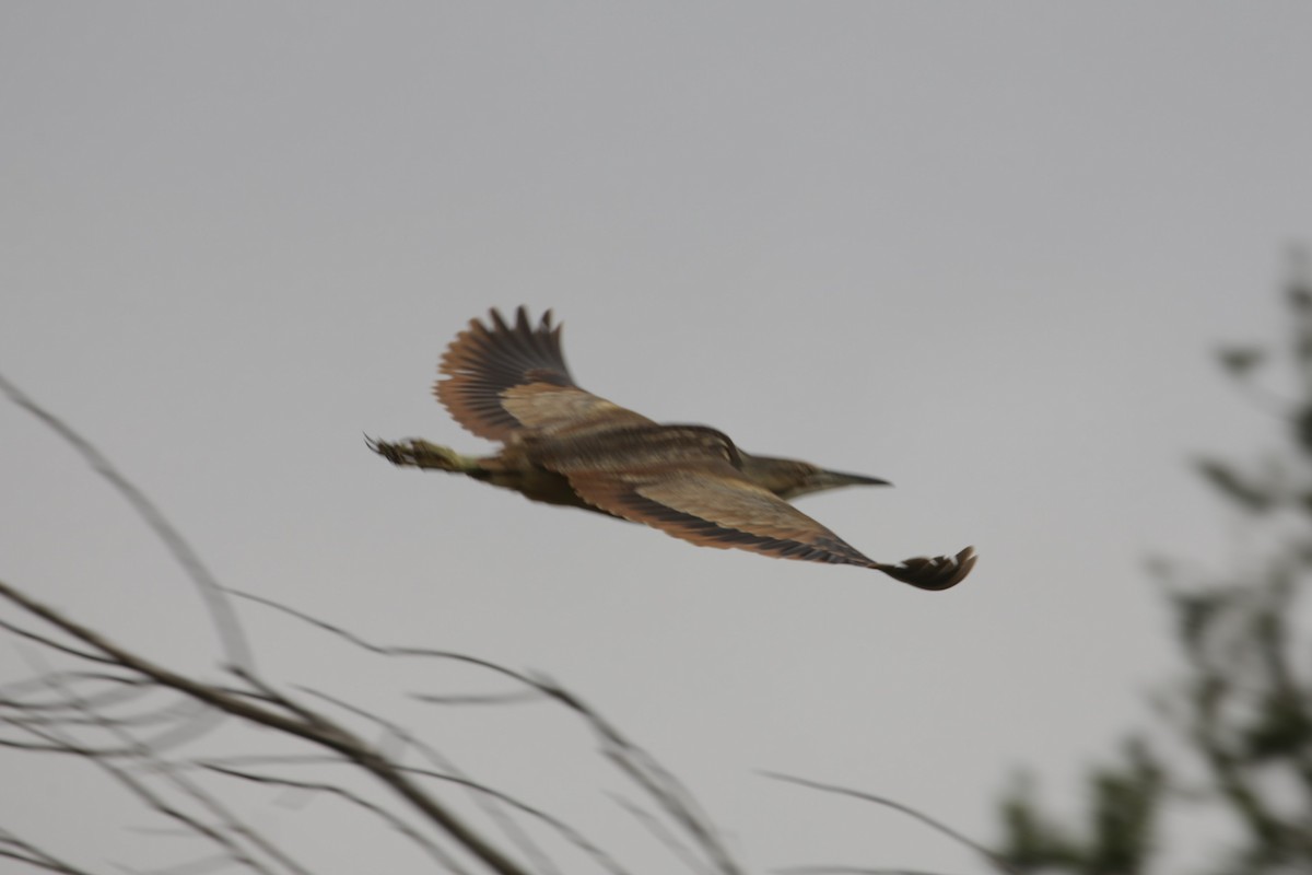 American Bittern - Samuel Hain