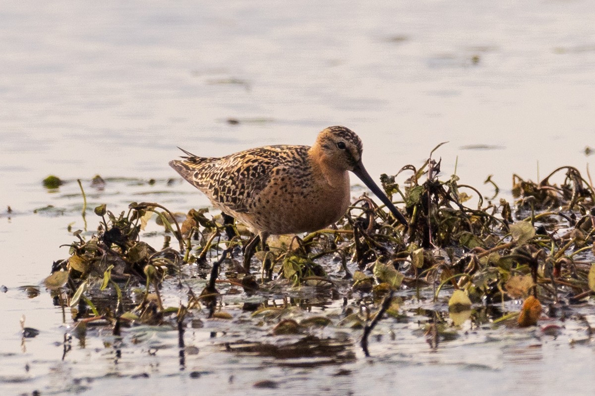 Short-billed/Long-billed Dowitcher - Brett McDonnell