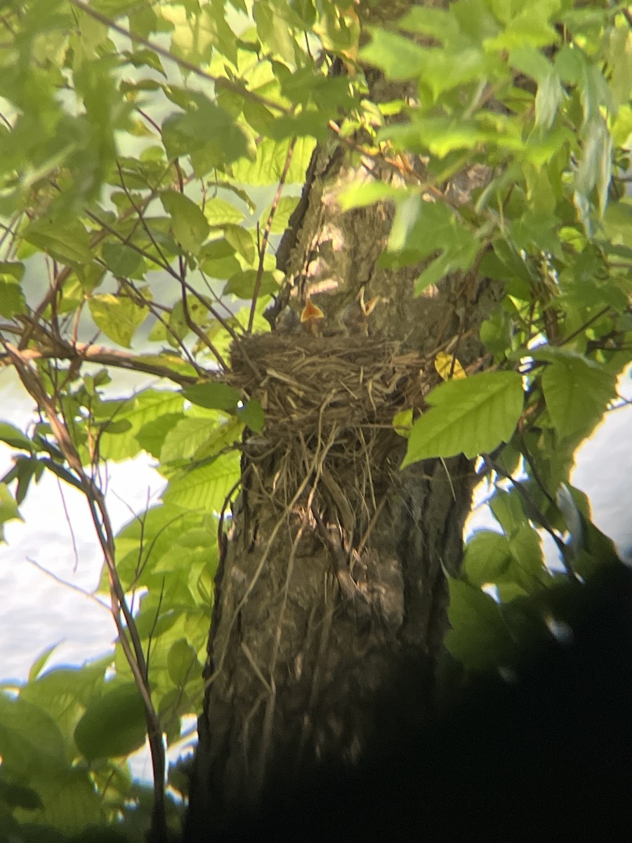 American Robin - ML619364350