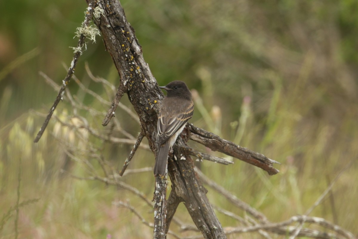 Black Phoebe - Samuel Hain