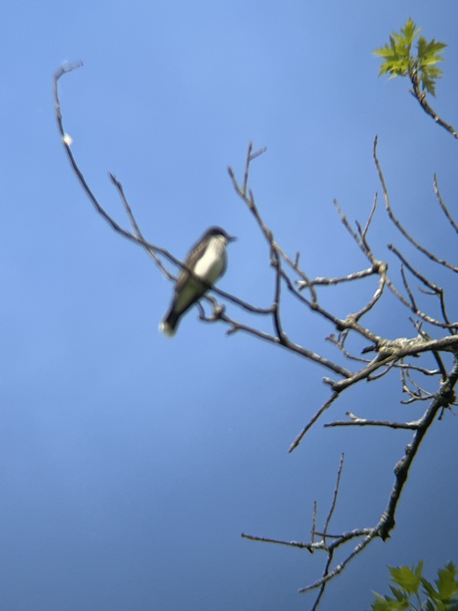 Eastern Kingbird - ML619364361