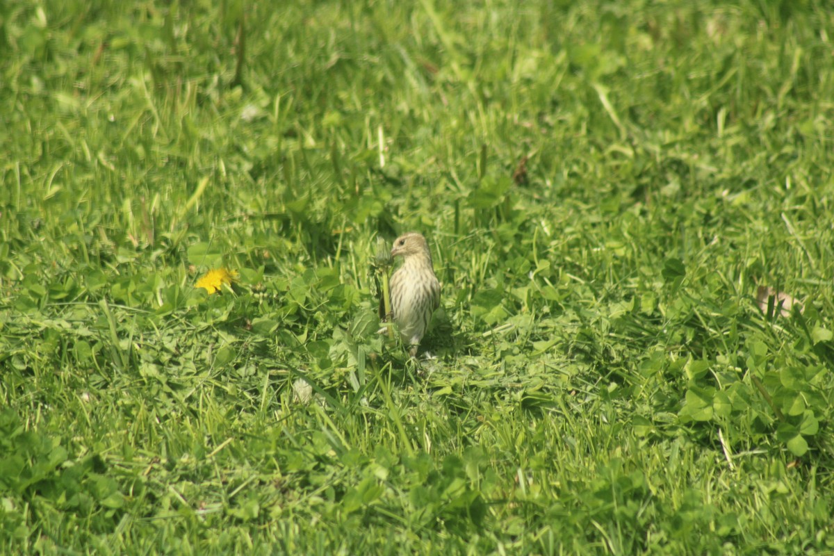 Pine Siskin - ML619364363