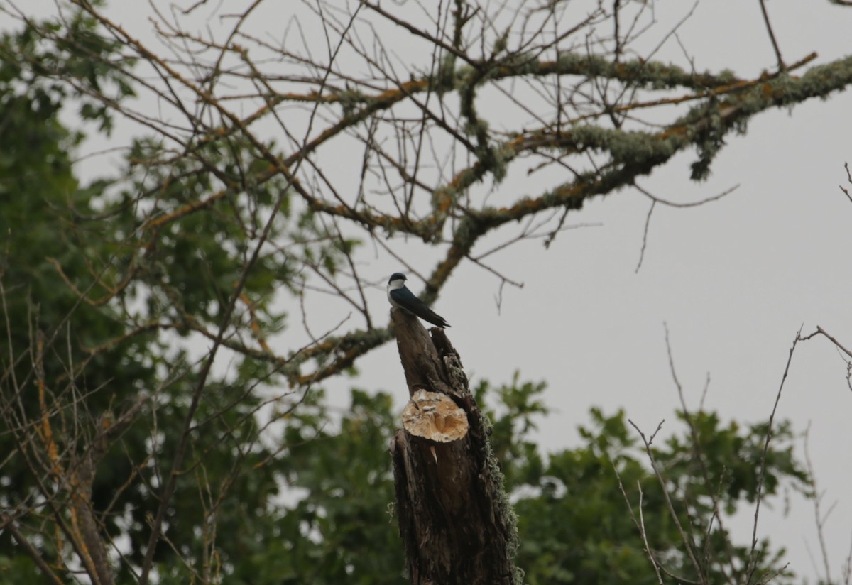 Tree Swallow - ML619364364