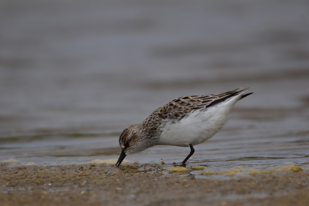 Semipalmated Sandpiper - ML619364367