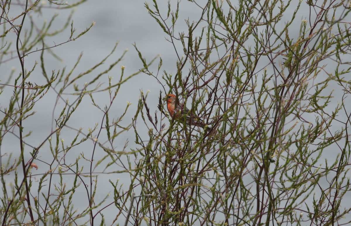 House Finch - Samuel Hain