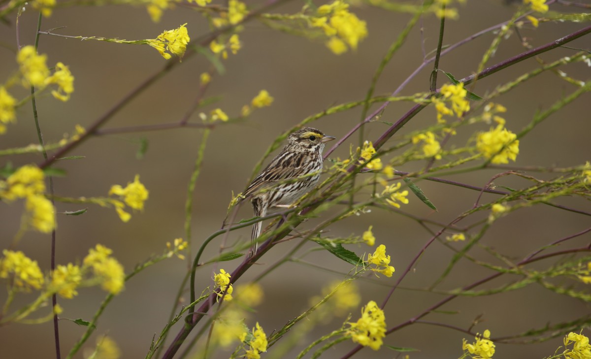 Savannah Sparrow - Samuel Hain