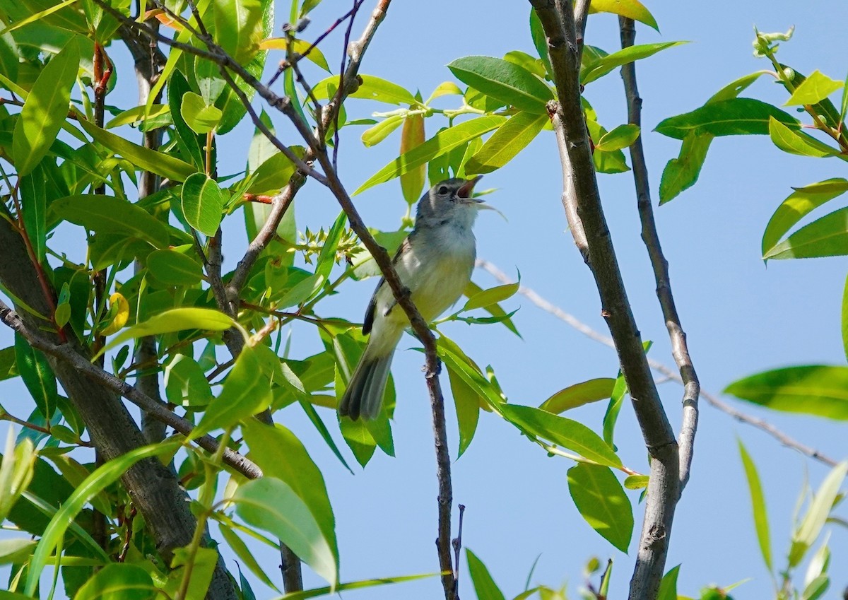 Bell's Vireo - Monica P