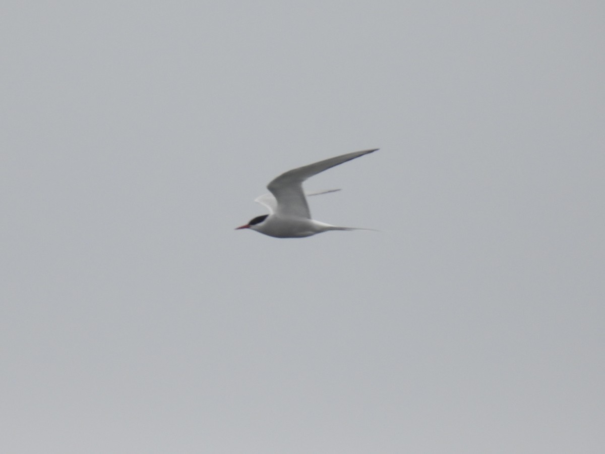 Arctic Tern - Tim Flight