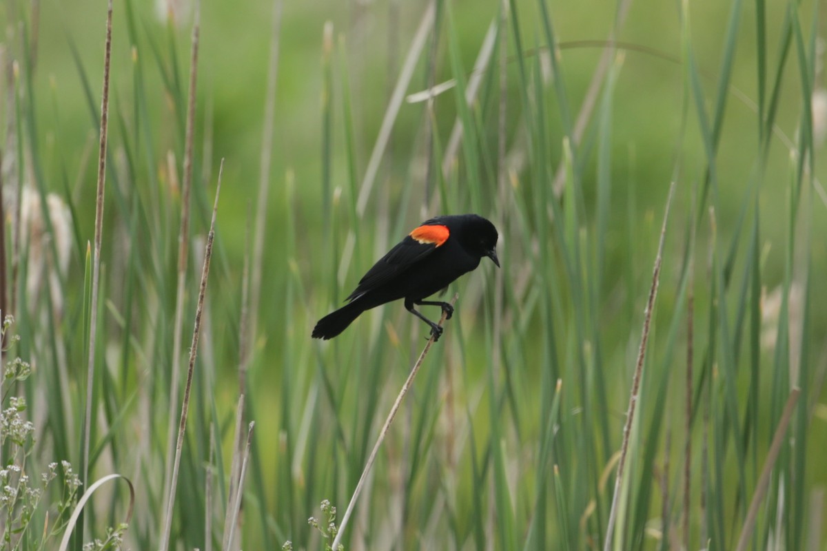 Red-winged Blackbird - Samuel Hain
