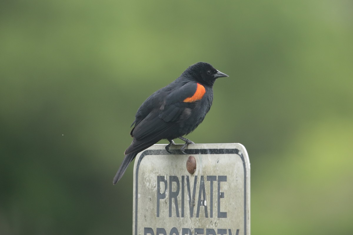 Red-winged Blackbird - Samuel Hain