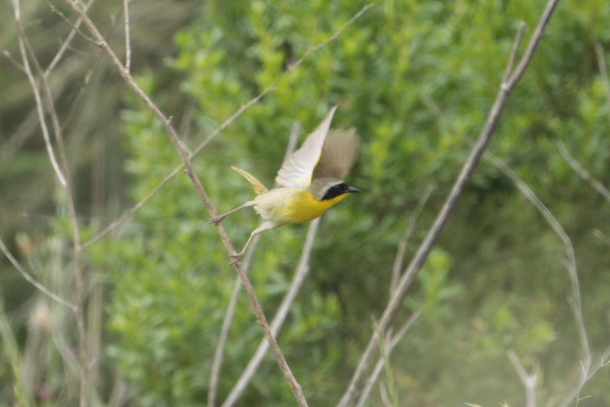 Common Yellowthroat - Samuel Hain