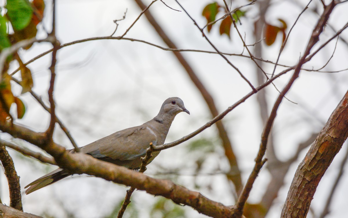 Eurasian Collared-Dove - Luis Trinchan