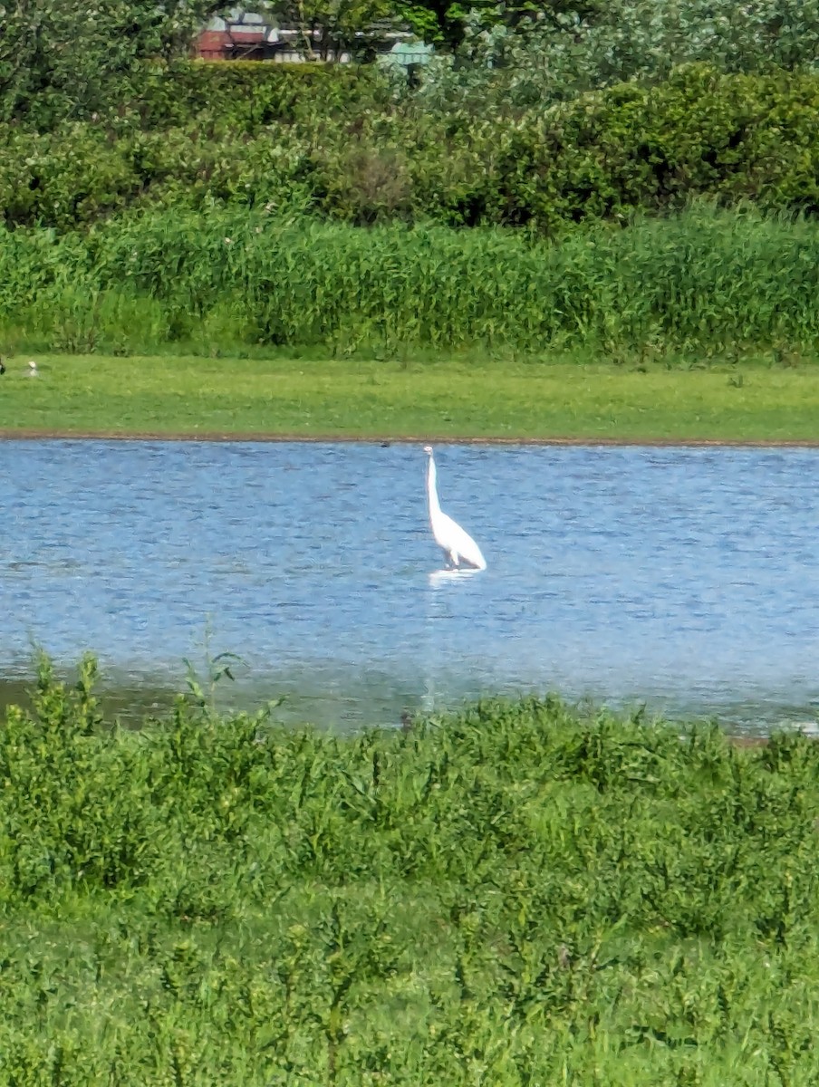 Great Egret - Tom Gergen