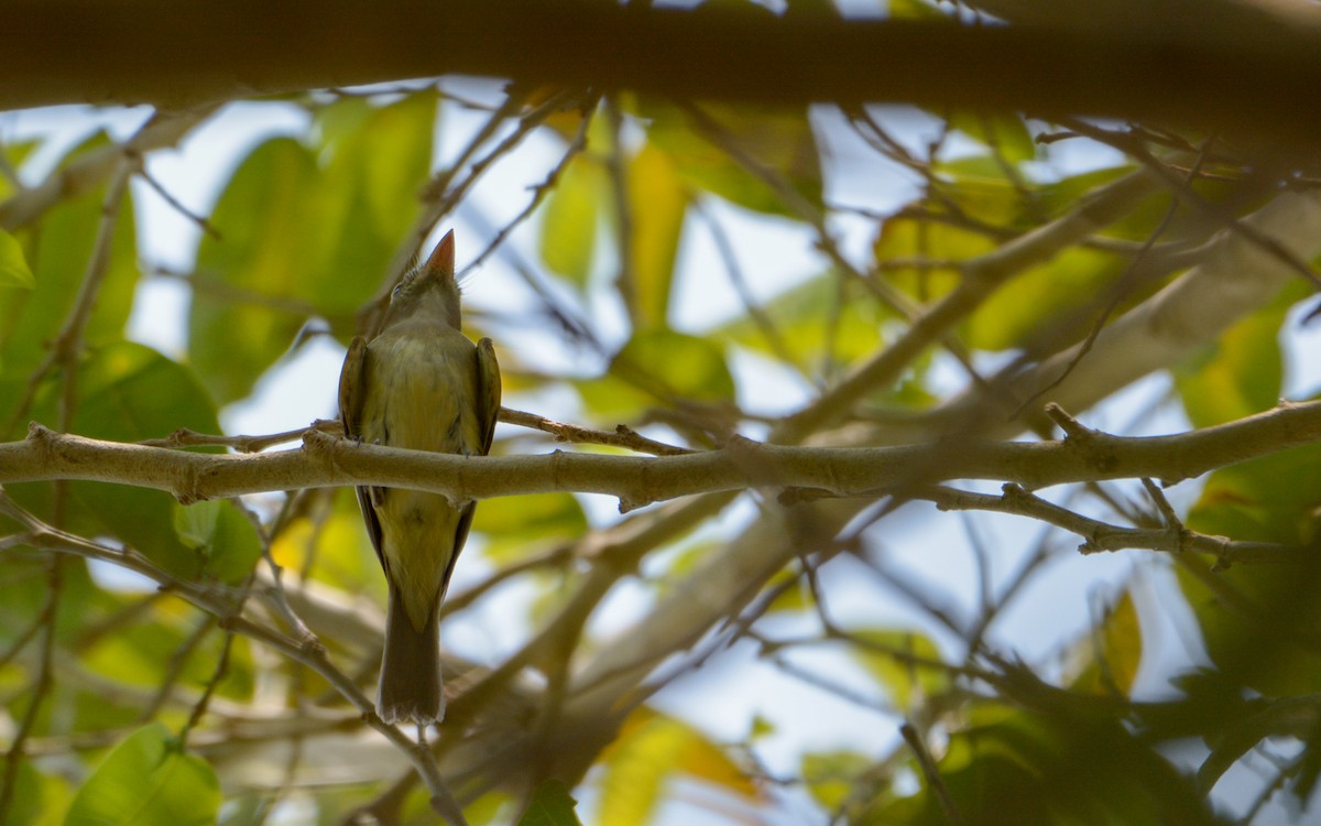 Acadian Flycatcher - Luis Trinchan