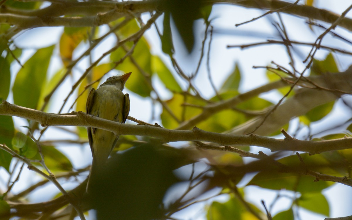 Acadian Flycatcher - Luis Trinchan