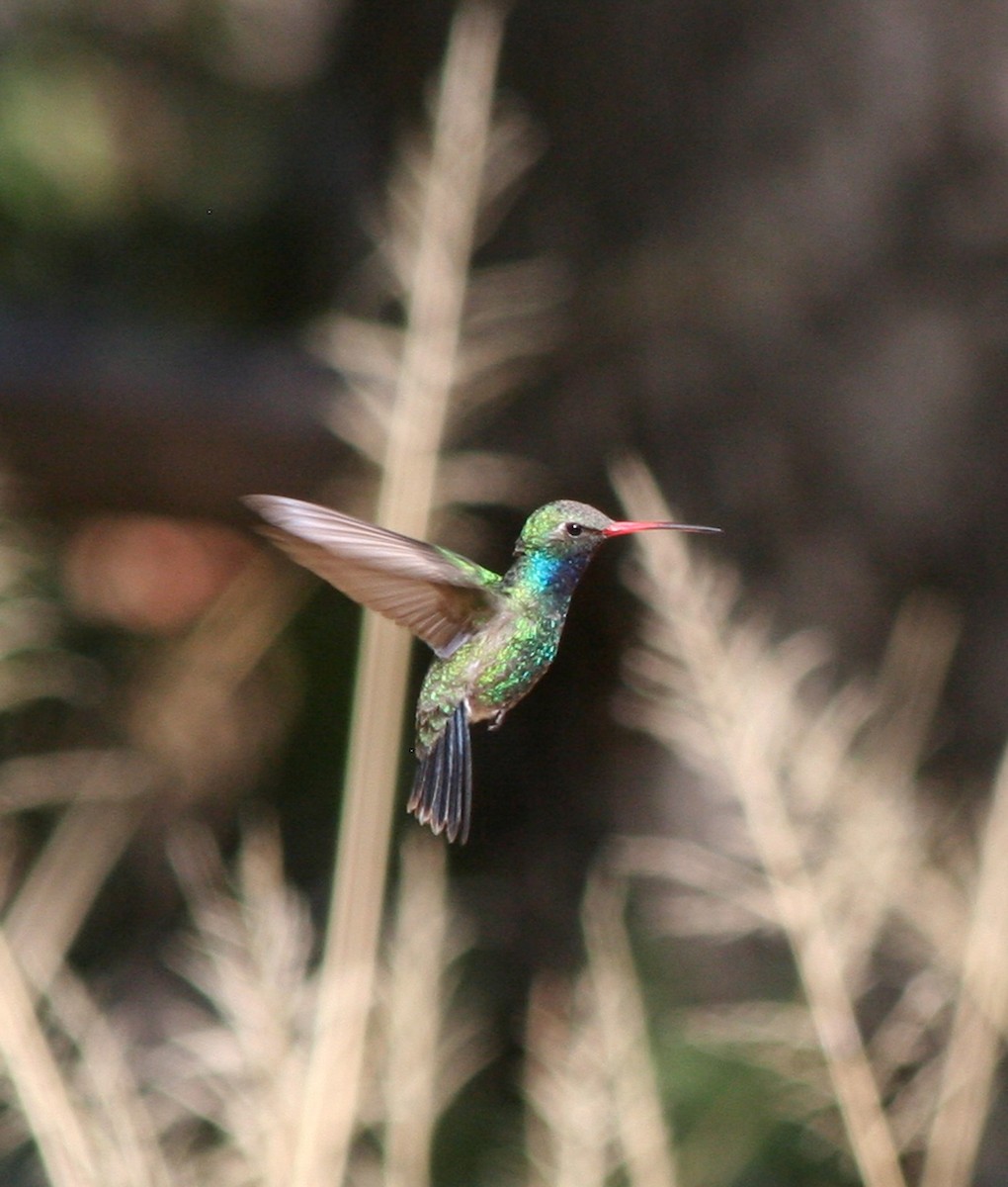 Broad-billed Hummingbird - Nancy Davis