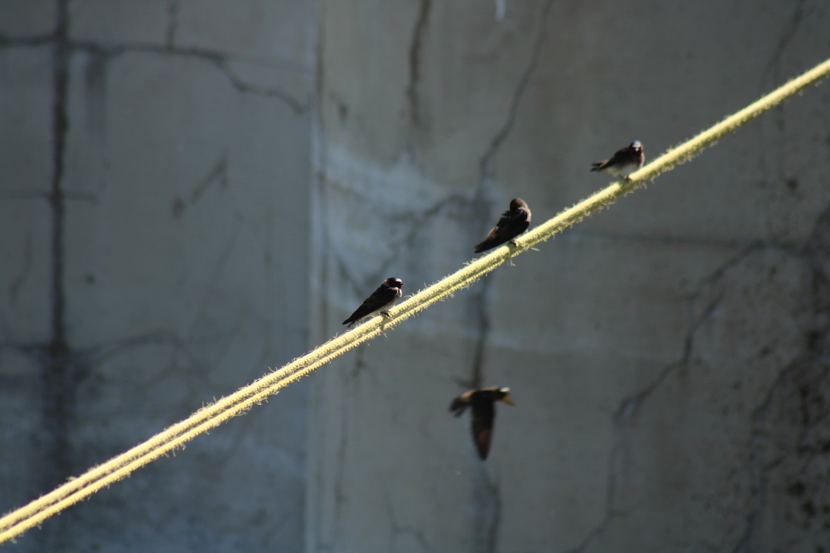 Cliff Swallow - Carl Ingwell