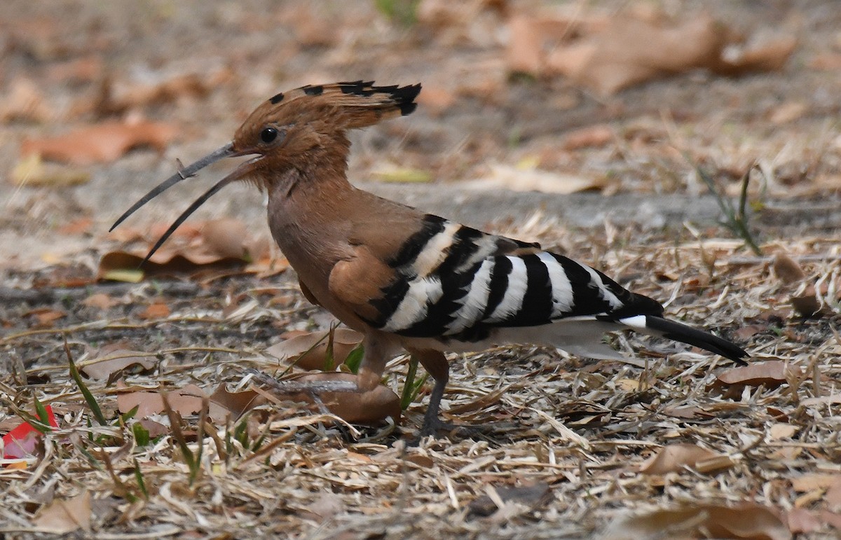 Eurasian Hoopoe - ML619364428