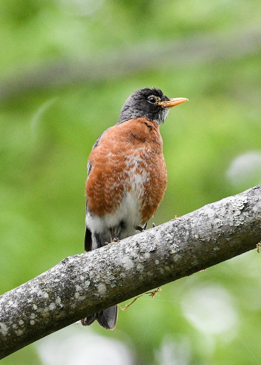 American Robin - ML619364437