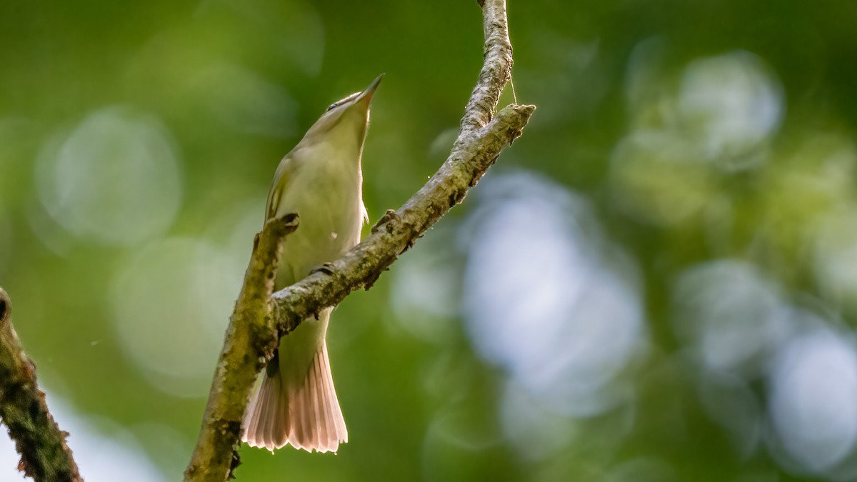 Red-eyed Vireo - ML619364439