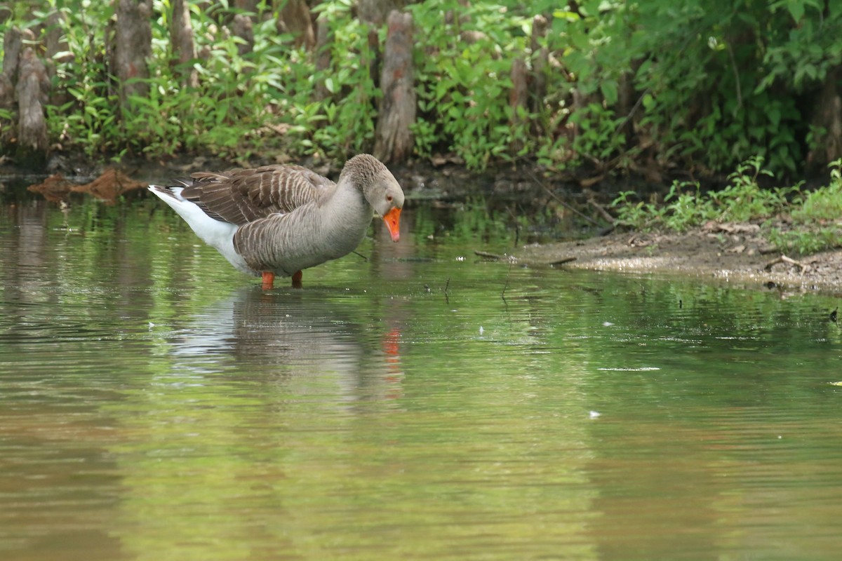 Graylag Goose (Domestic type) - ML619364440