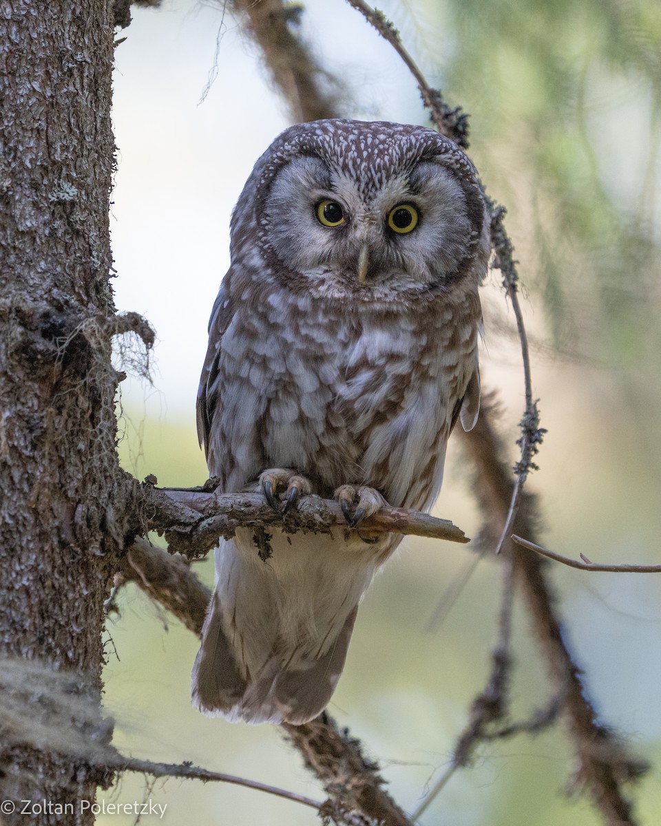 Boreal Owl (Tengmalm's) - Zoltan Poleretzky