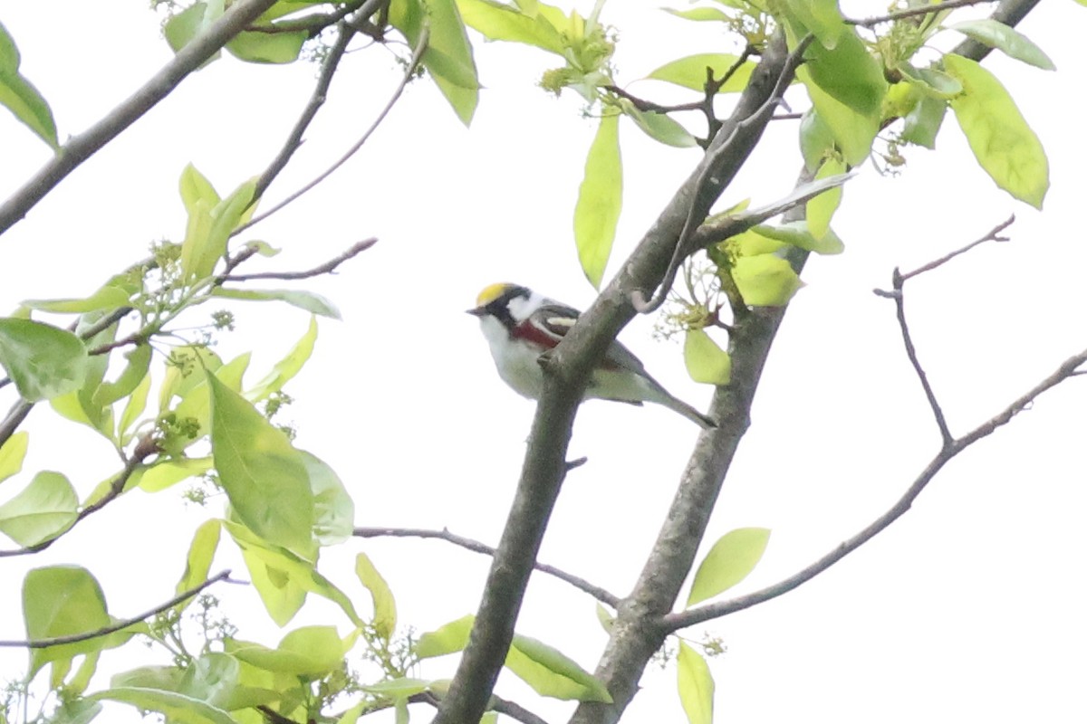 Chestnut-sided Warbler - Eric Cameron