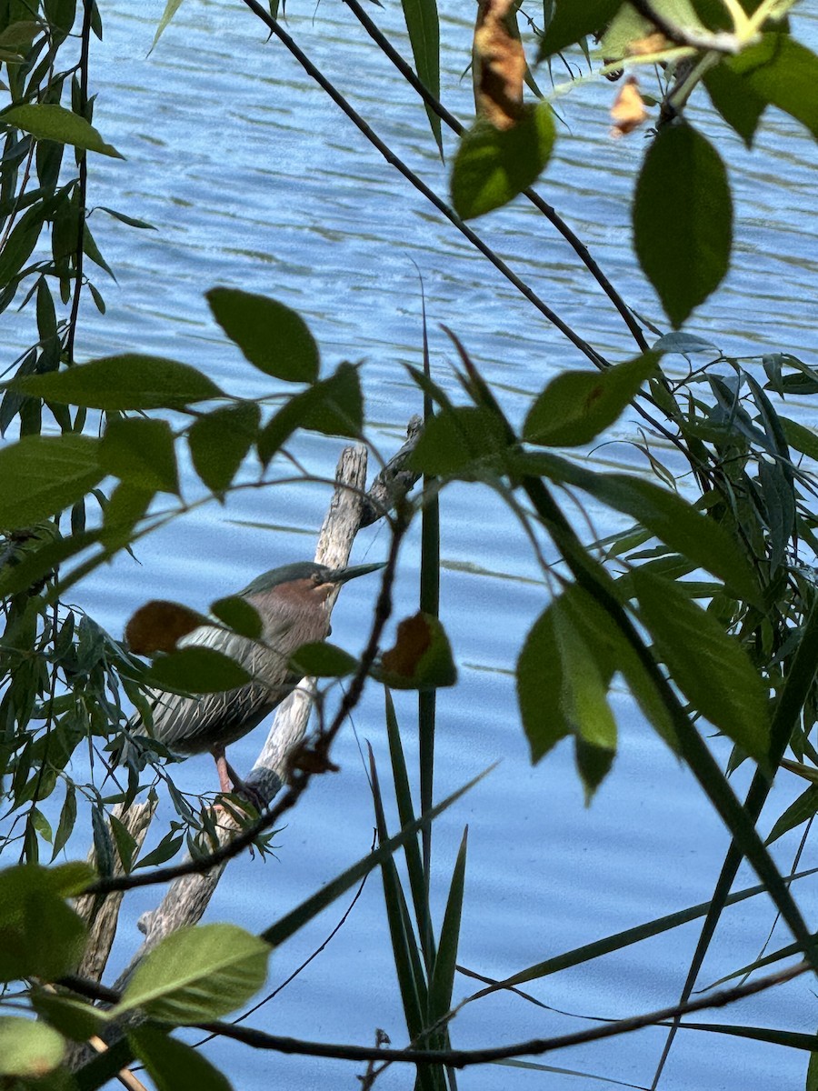 Green Heron - Ning Xu