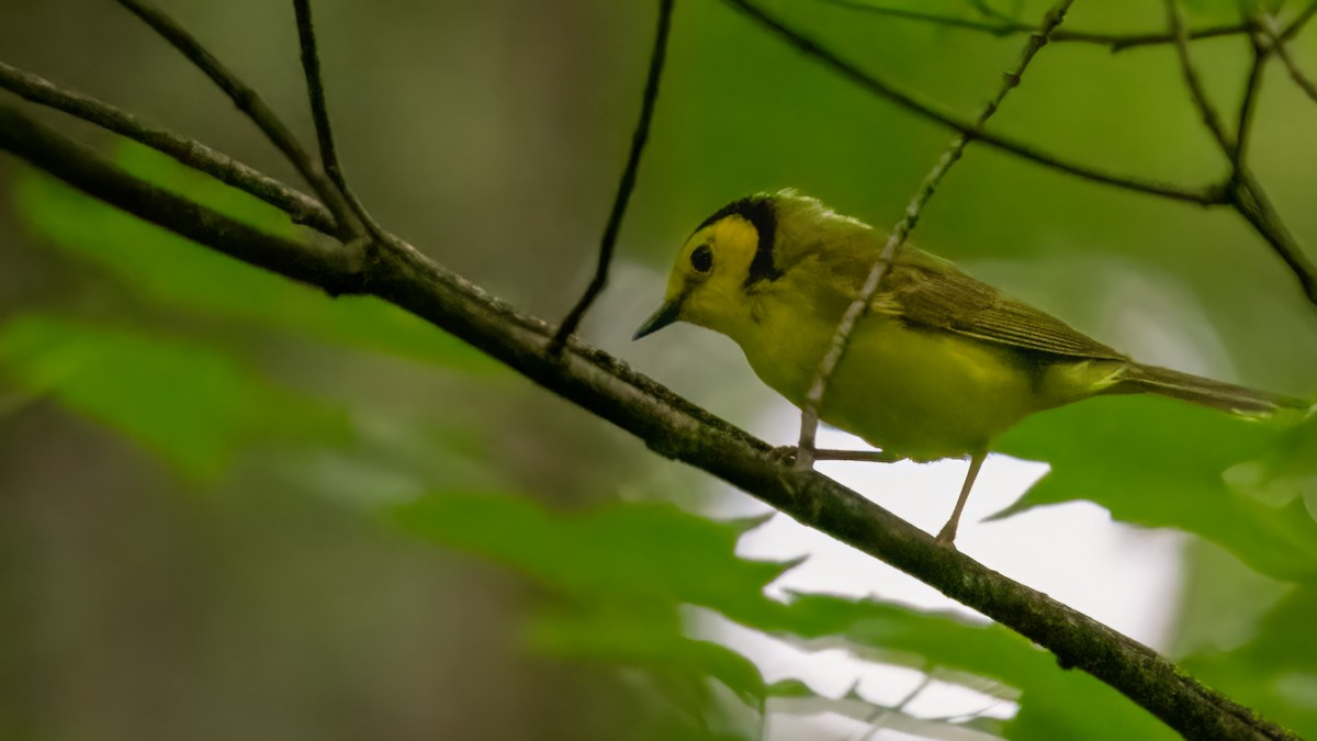 Hooded Warbler - ML619364462
