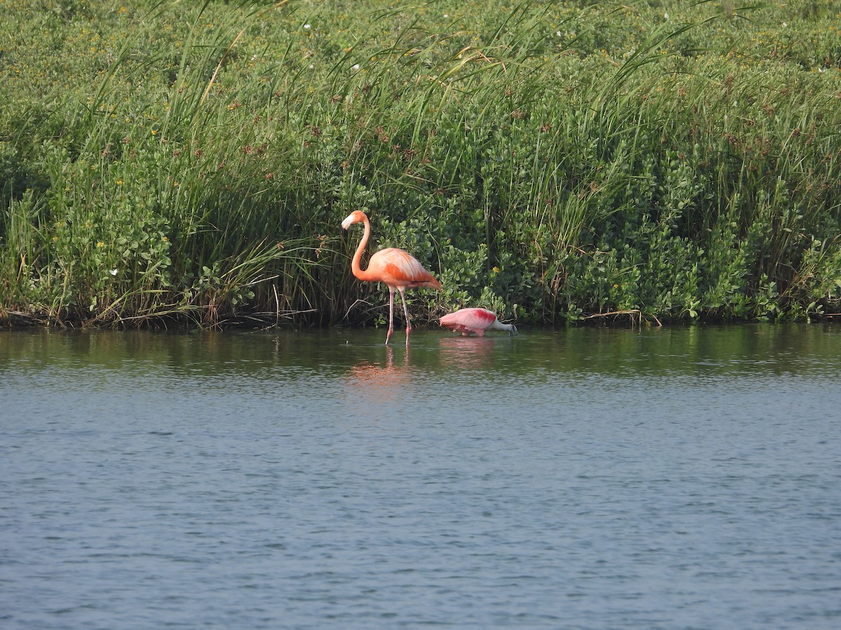 Amerika Flamingosu - ML619364464