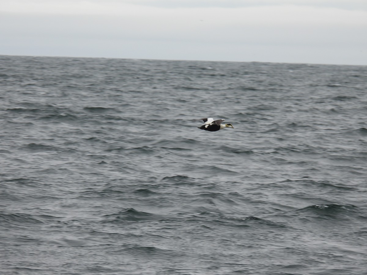 Common Eider - Tim Flight