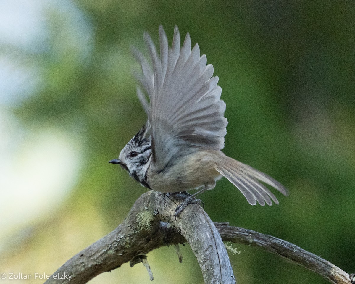 Crested Tit - Zoltan Poleretzky