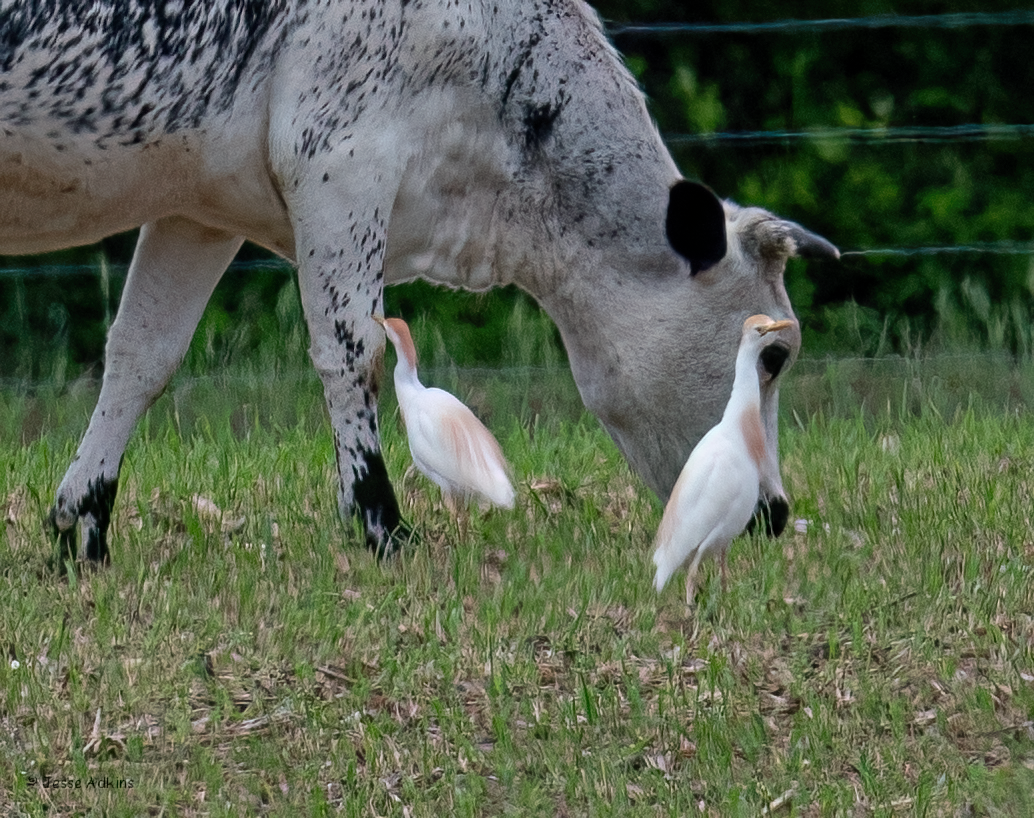 Western Cattle Egret - ML619364500