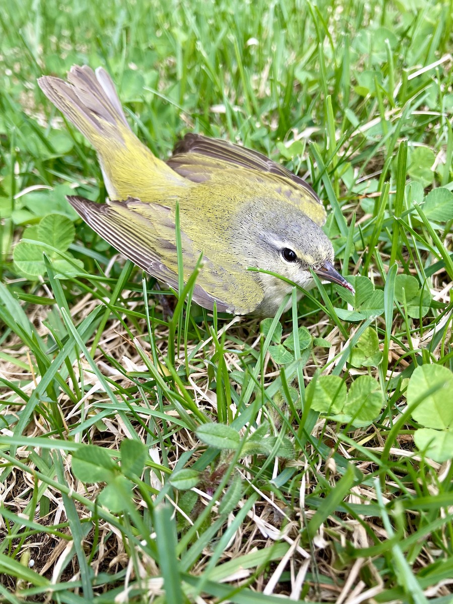 Tennessee Warbler - ML619364505