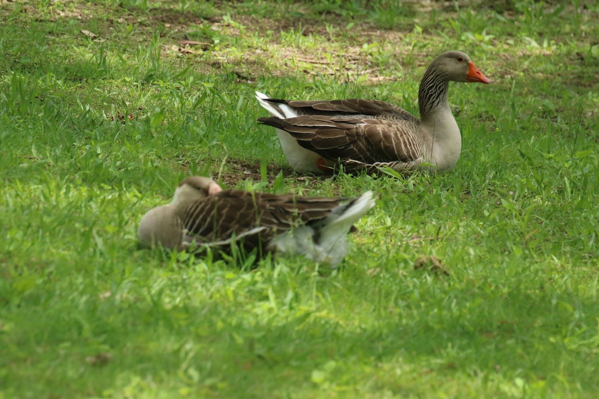 Graylag Goose (Domestic type) - Robin L.