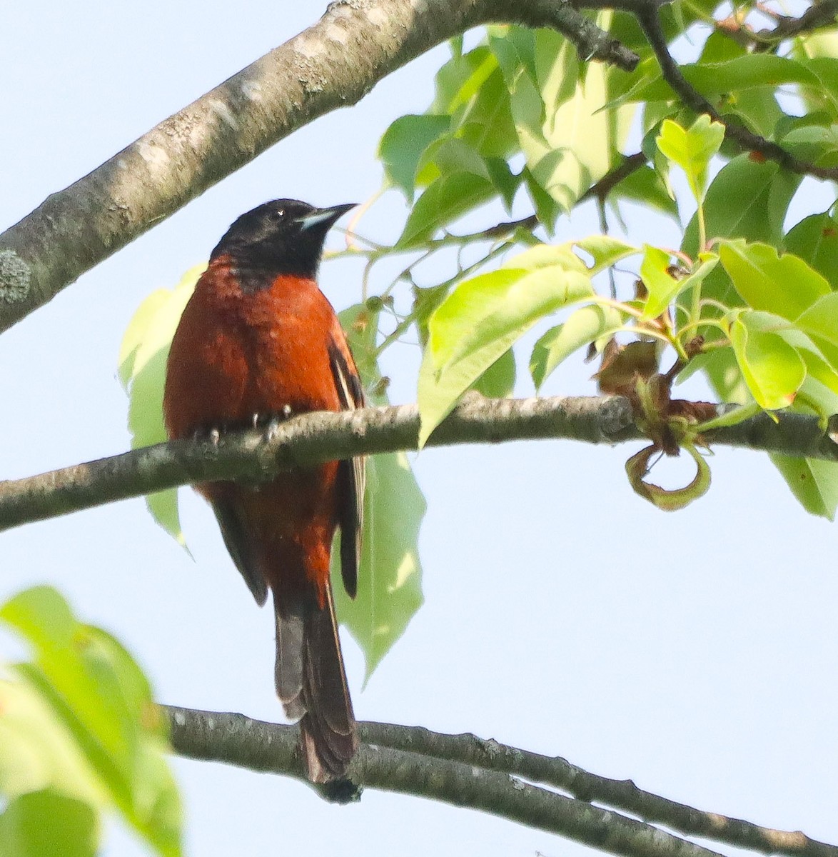 Orchard Oriole - ML619364520