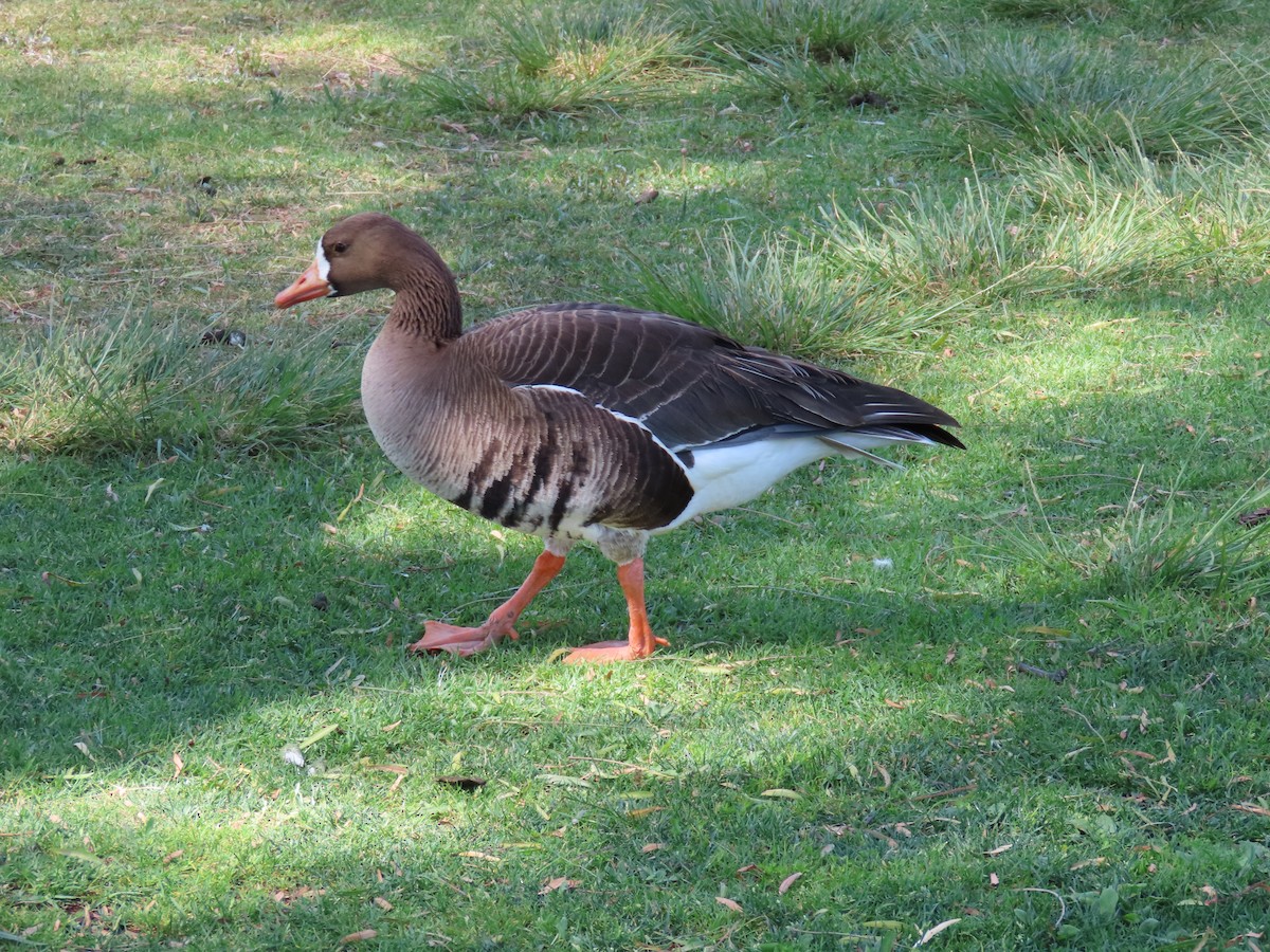 Greater White-fronted Goose - Charley Herzfeld