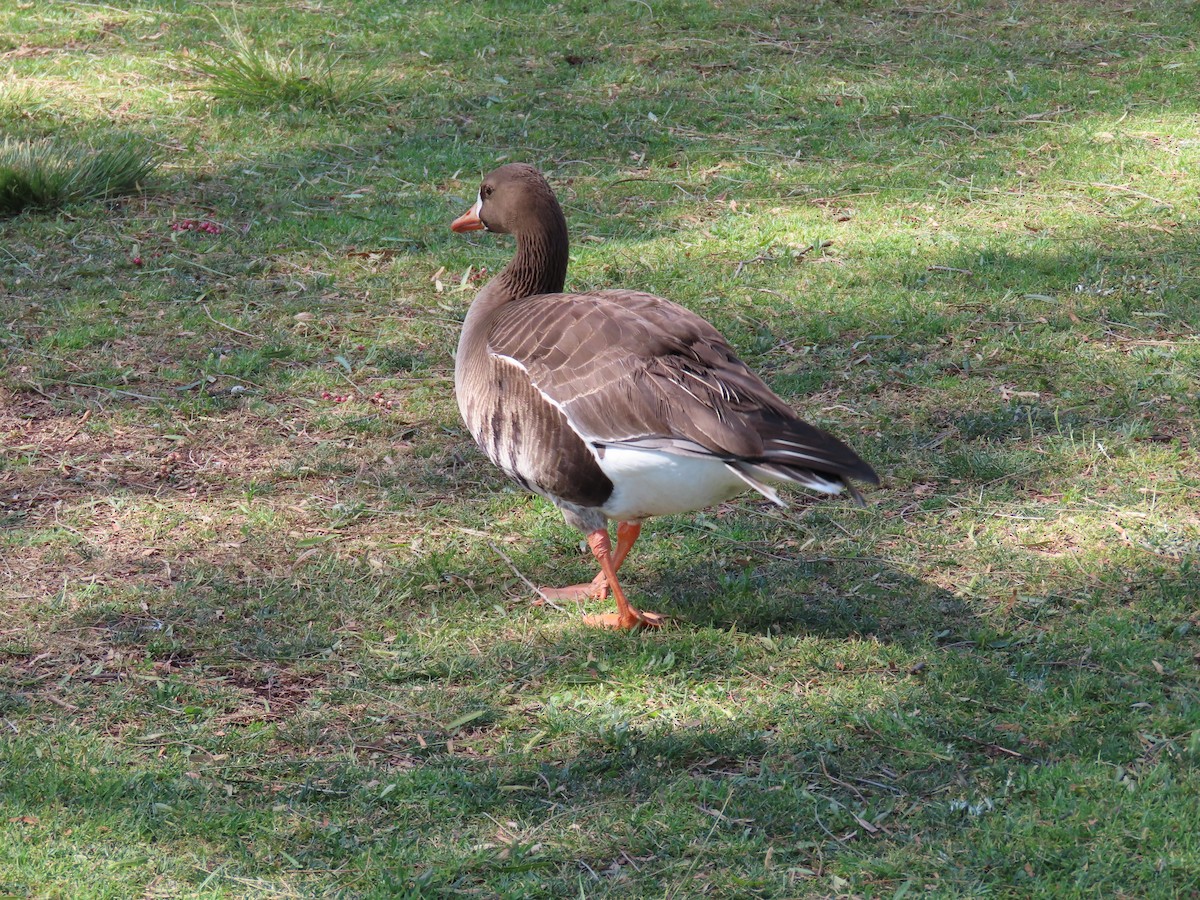 Greater White-fronted Goose - Charley Herzfeld