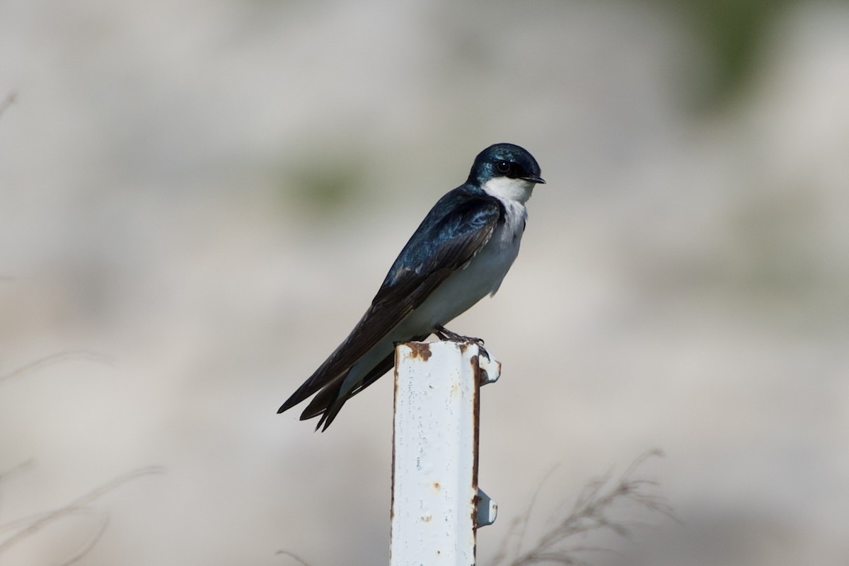 Tree Swallow - Leslie Ford