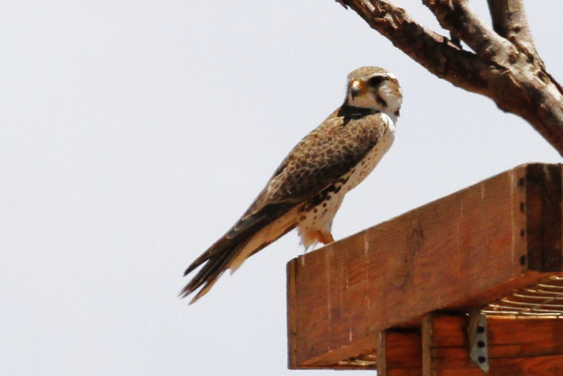 Prairie Falcon - Xóchitl del Carmen Zambrano
