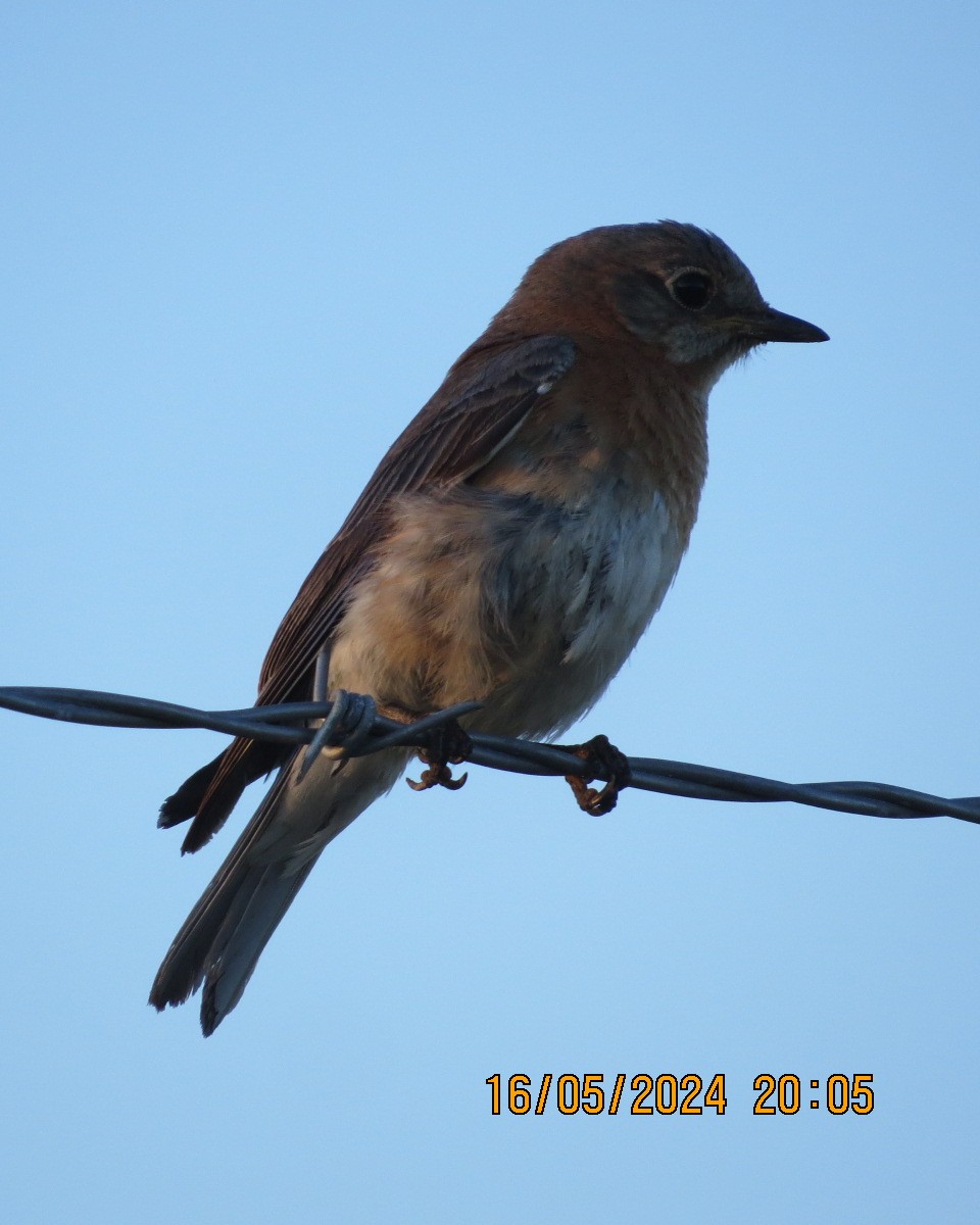 Eastern Bluebird - Gary Bletsch