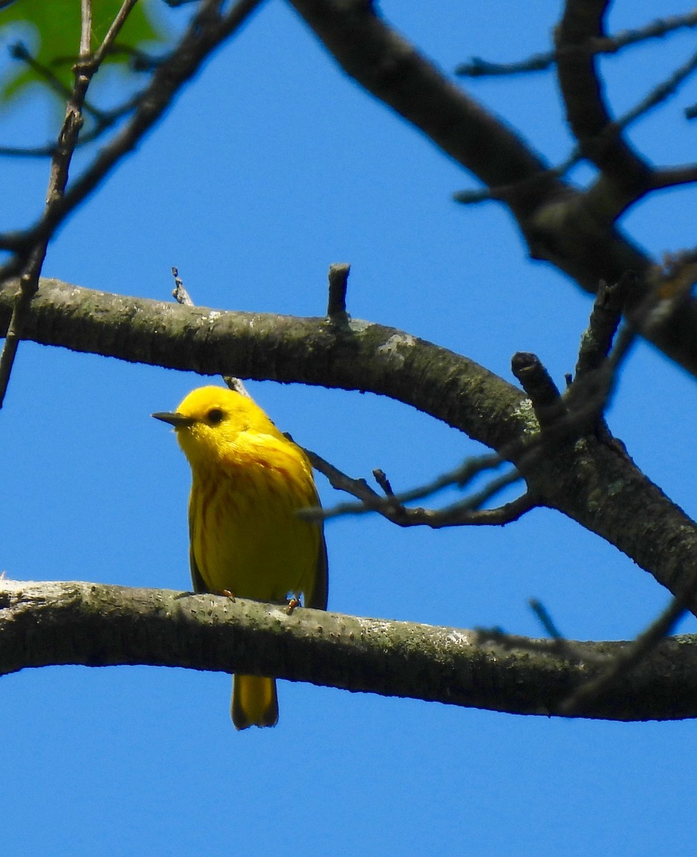 Yellow Warbler - Sue Bernstein