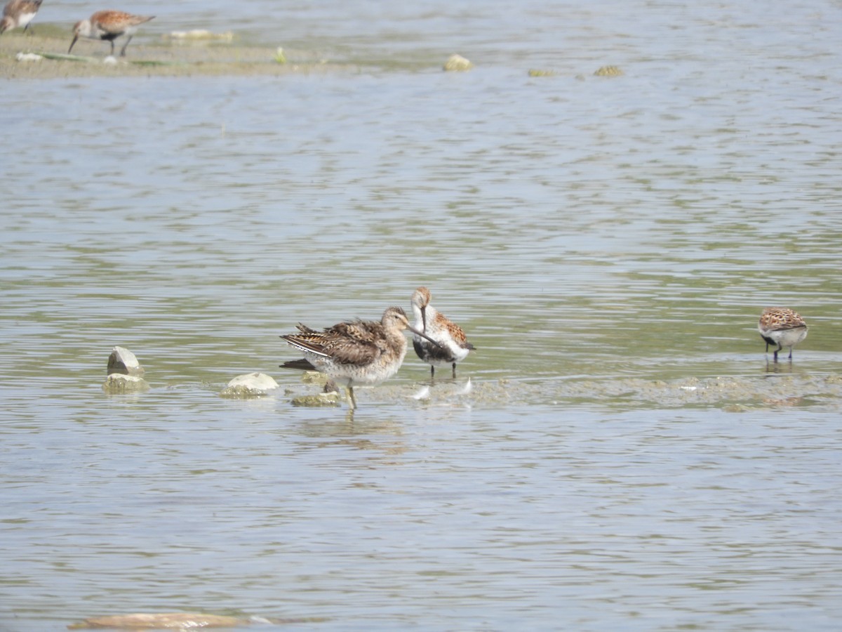 Short-billed Dowitcher (griseus) - ML619364609