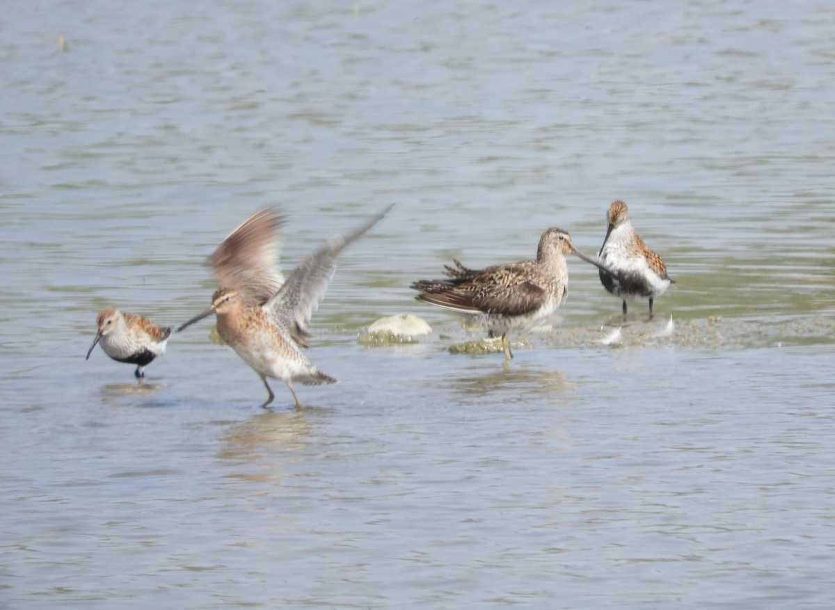 Short-billed Dowitcher (hendersoni) - Kai Sheffield