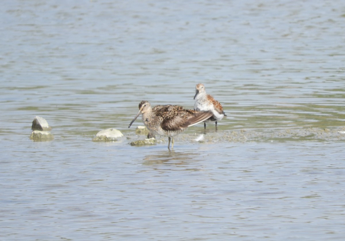 Short-billed Dowitcher (griseus) - ML619364621