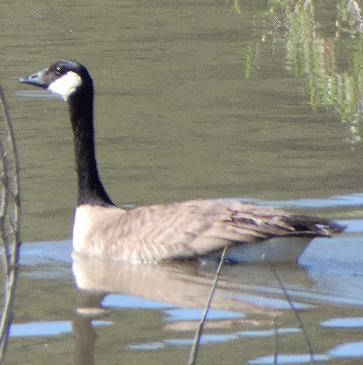 Canada Goose - C Fred Zeillemaker