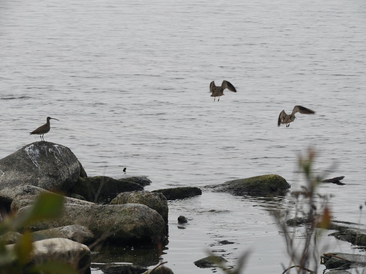 Whimbrel - Kai Sheffield