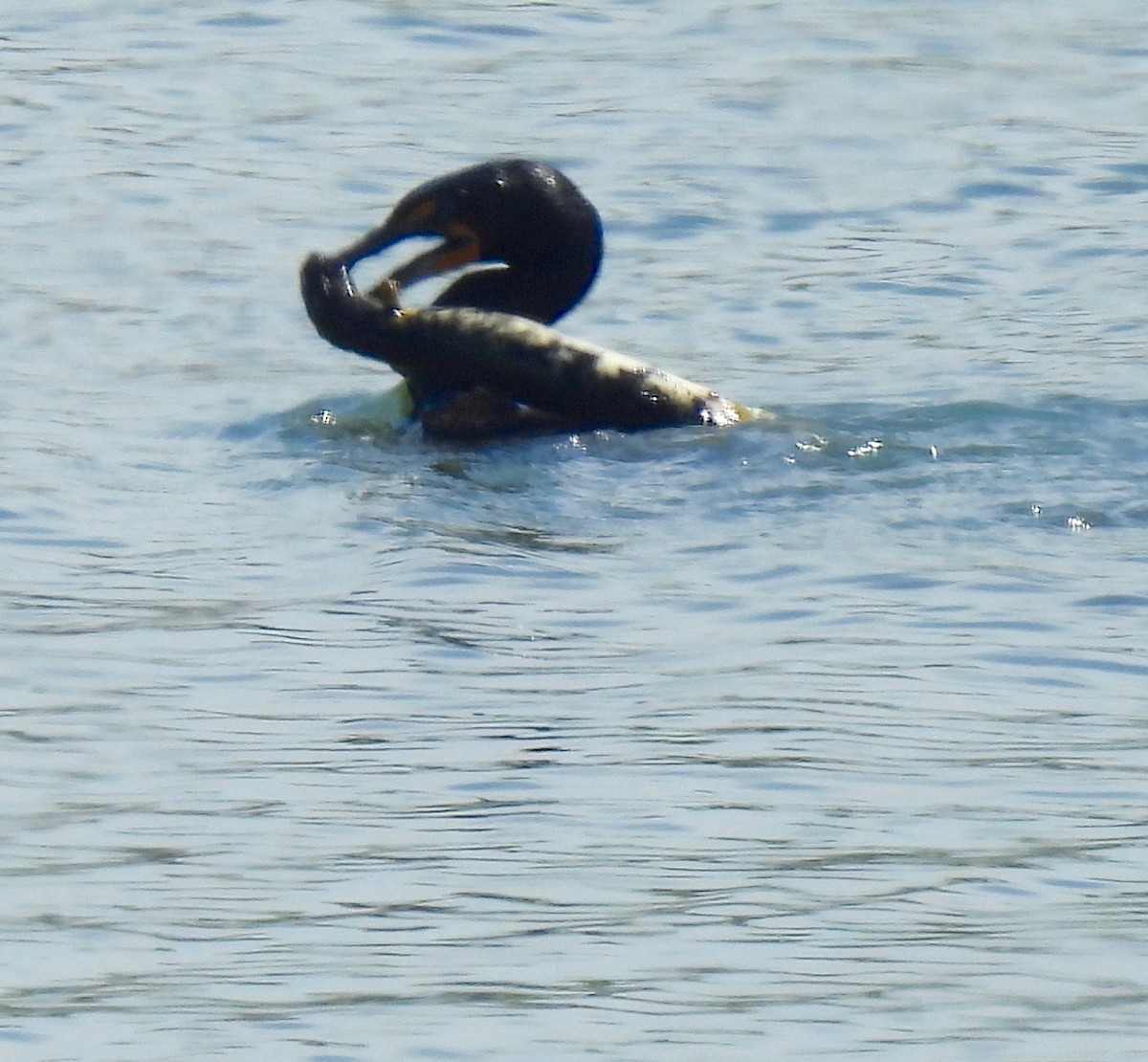 Double-crested Cormorant - Sue Bernstein