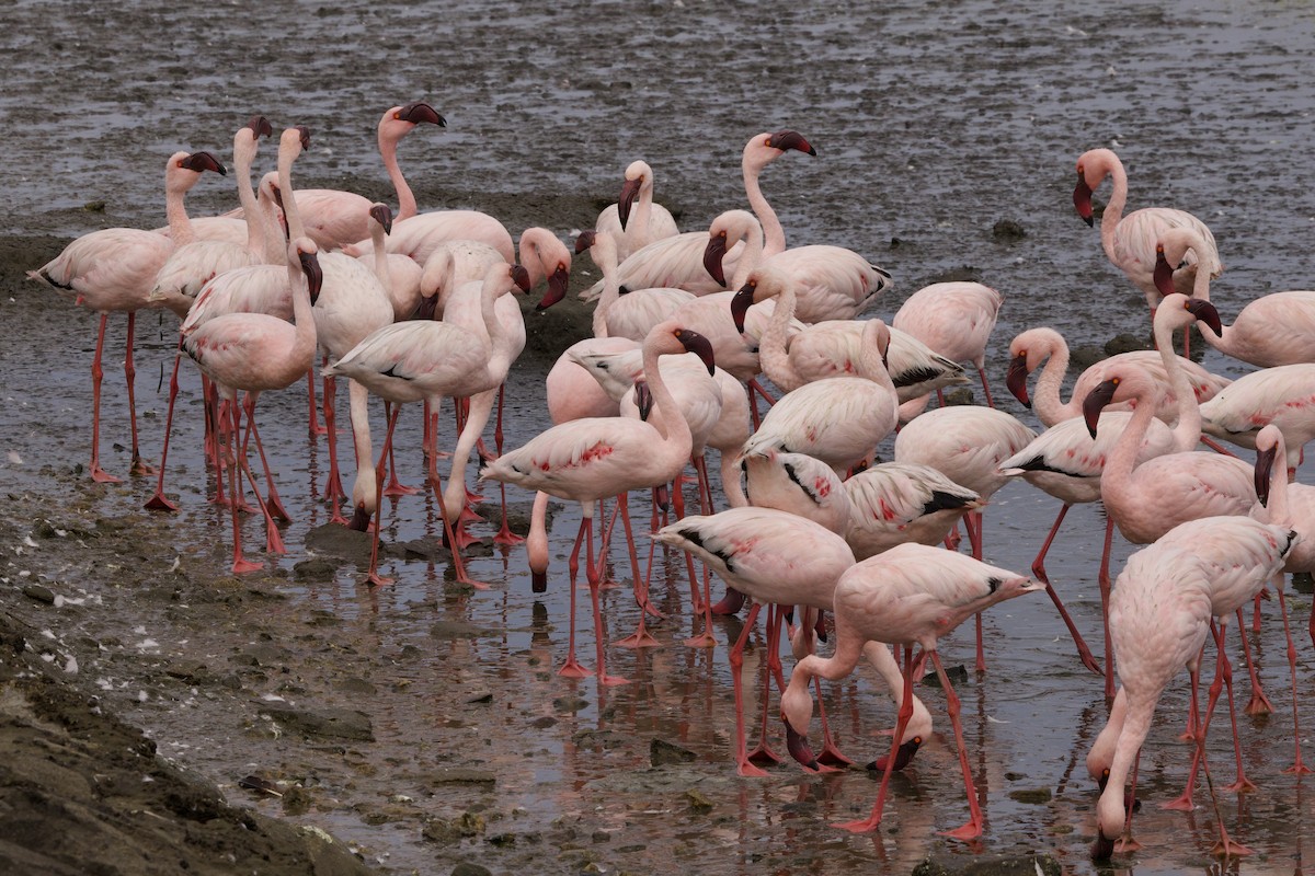 Lesser Flamingo - John Bruin