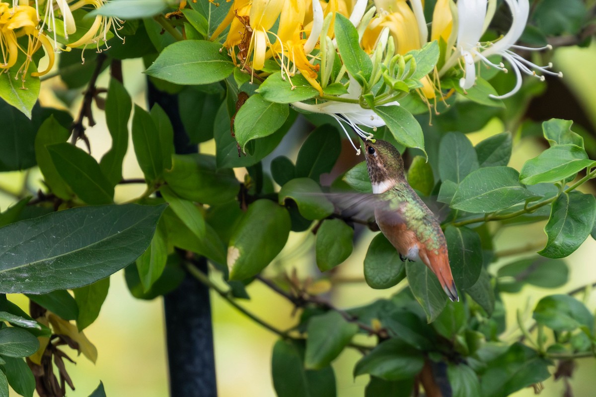 Allen's Hummingbird - Doug Korver